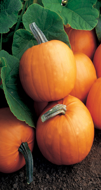 pumpkin