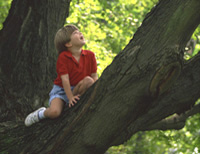 joys of tree climbing